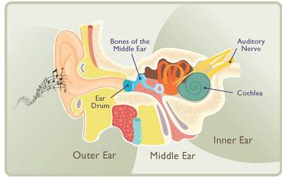 How does our brain hear sound?